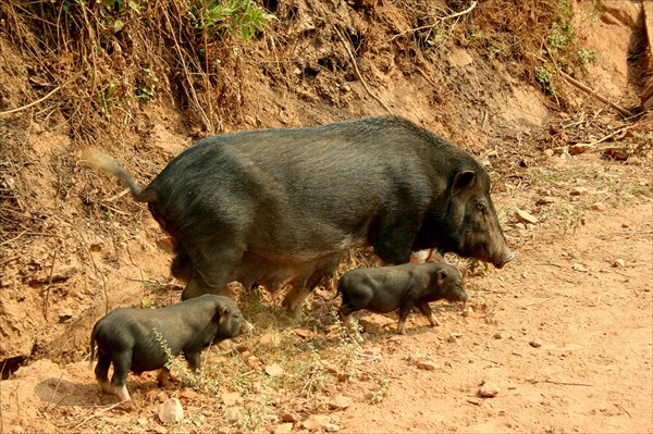 Переход свинского семейства через дорогу